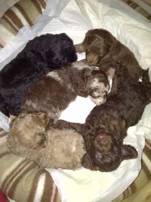 Pudel pitic,      Toy poodle