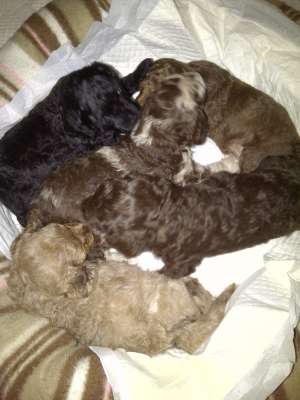Pudel pitic,      Toy poodle