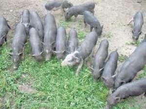 Vind porci vitnamezi