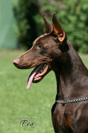 mascul dobermann pentru monta