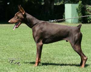 mascul dobermann pentru monta