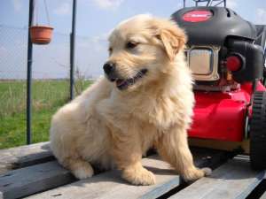 catei golden retriever