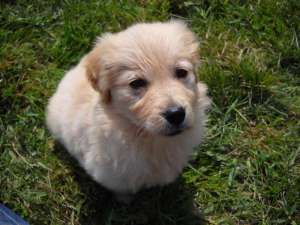 catei golden retriever