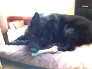 Vand shepherd german de 7 luni