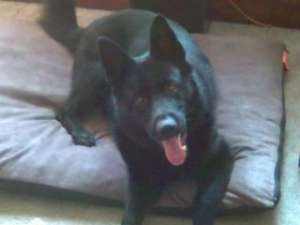 Vand shepherd german de 7 luni