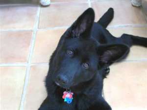 Vand shepherd german de 7 luni