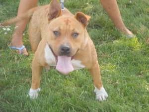 vand femela amstaff