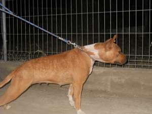 vand femela amstaff