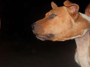vand femela amstaff