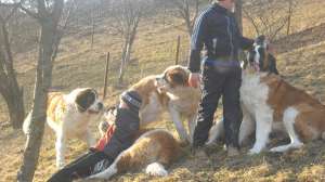 Pui saint bernard de vanzare