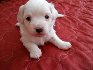 Vand catei bichon
