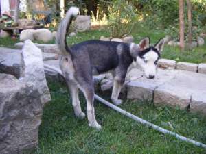 vand HUSKY Siberian