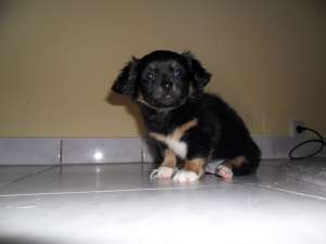 Ofer spre Adoptie metis bichon