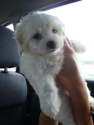 Vand Femela Bichon Bolognese Mini