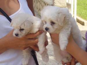 Vand Femela Bichon Bolognese Mini