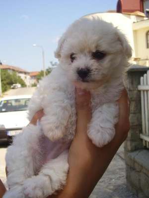 Vand Femela Bichon Bolognese Mini