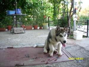 VAND PUI HUSKY MALAMUT