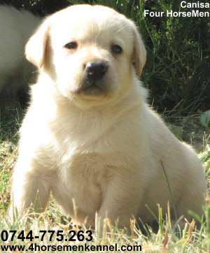 Vand pui Labrador Retriever