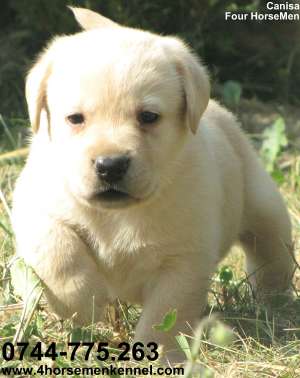 Vand pui Labrador Retriever