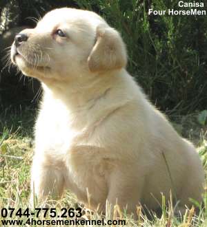 Vand pui Labrador Retriever