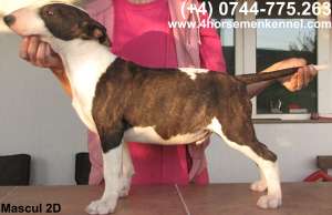 Vand pui Bullterrier