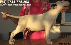 Vand pui Bullterrier