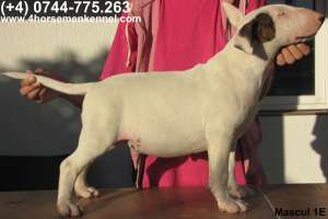 Vand pui Bullterrier
