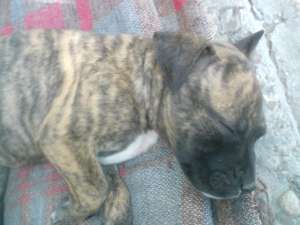 vand pui amstaff
