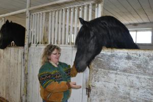 Armasar friesian