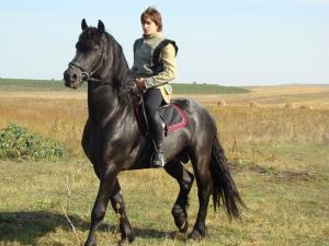 Armasar friesian