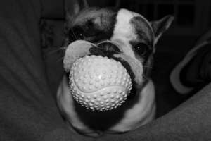 Monta Bulldog Francez