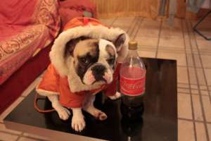 Monta Bulldog Francez