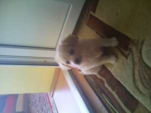 vand  urgent bichon havanez