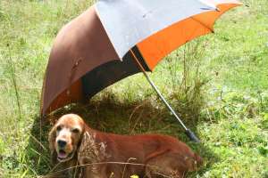 Pierdut coker spaniel auriu