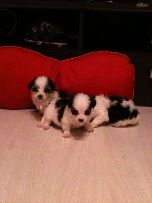 bichon havanez de talie minii 100.e.