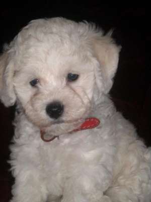 Vand puisori din rasa BICHON FRISE(masculi)2 luni