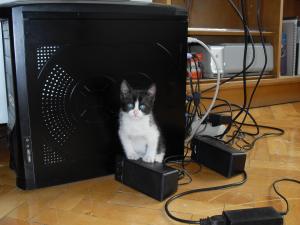 Mini pisic
