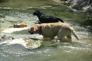 vand pui de labrador culori foarte rare