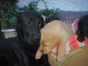 vand pui de labrador culori foarte rare