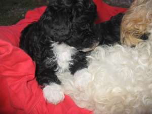 crescator vand caniche
