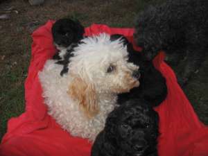 crescator vand caniche