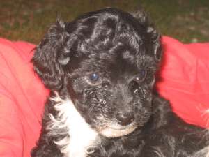 crescator vand caniche
