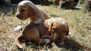 Vand pui de cocker spaniel rasa pura