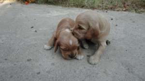 Vand pui de cocker spaniel rasa pura