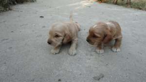Vand pui de cocker spaniel rasa pura
