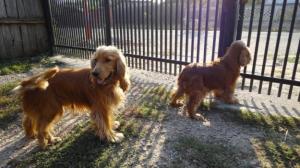 Vand pui de cocker spaniel rasa pura