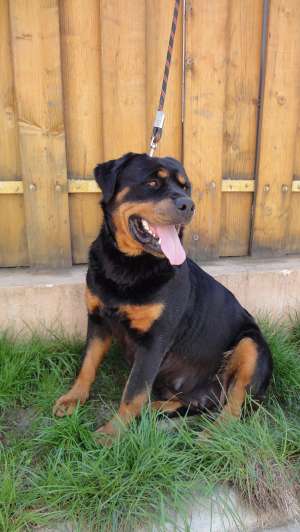 Femela Rottweiler cu Pedigree