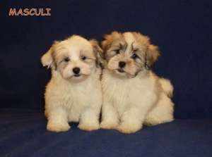 DE VANZARE BICHON HAVANESE,  de vanzare pui de BICHON HAVANEZ