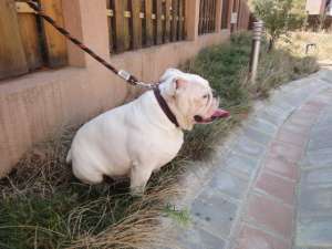 Buldog Englez iasi