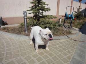 Buldog Englez iasi